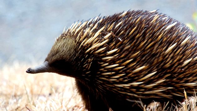 Echidna sora înțepătoare a ornitorincului ghimpat