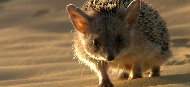 Jerzy Encyclopedia of Animals de fapt