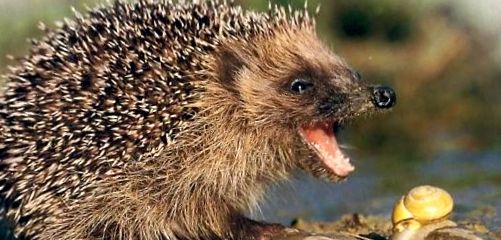 Jerzy Encyclopedia of Animals tipuri de arici
