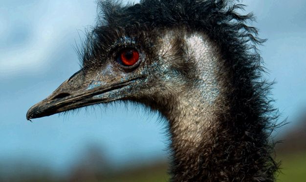 Emu - struț australian dimensiuni mari