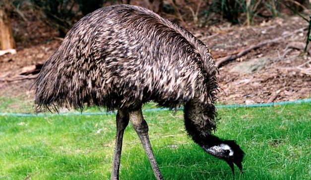 Emu - struț australian strut australian