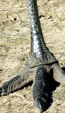 Emu - struț australian dimensiuni mari