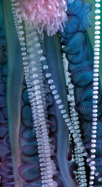 Physalia, sau barci portugheze Enciclopedia animalelor Portugheză