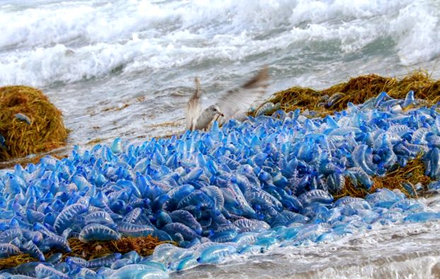 Physalia, sau barci portugheze Enciclopedia animalelor enciclopedie