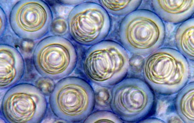 Physalia, sau barci portugheze Enciclopedia animalelor physalia