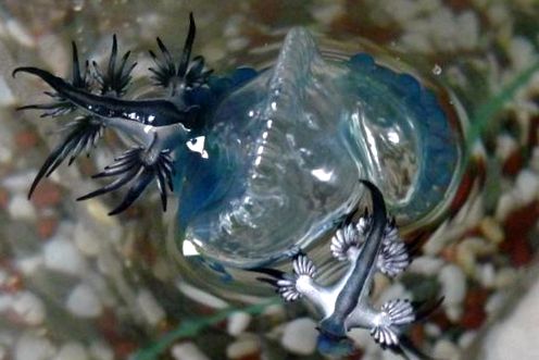 Physalia, sau barci portugheze Enciclopedia animalelor enciclopedie