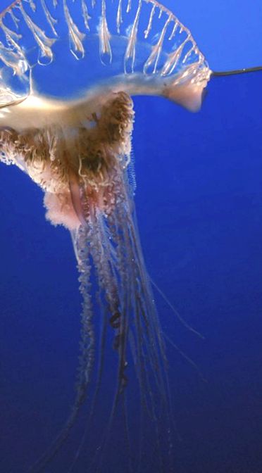 Physalia, sau barci portugheze Enciclopedia animalelor barcă