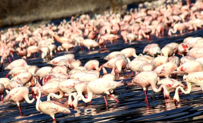 Parcul Național Lacul Nakuru - un paradis în inima Africii fum