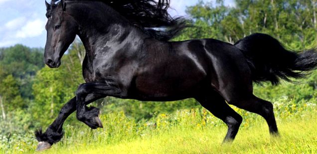 Perla neagră de reproducere a calului - Cal Friesian perla