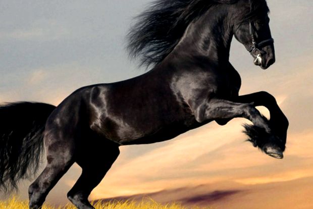 Perla neagră de reproducere a calului - Cal Friesian negrul