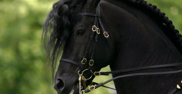 Perla neagră de reproducere a calului - Cal Friesian creșterea calului