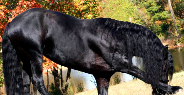 Perla neagră de reproducere a calului - Cal Friesian perla