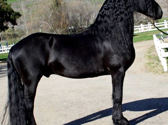 Perla neagră de reproducere a calului - Cal Friesian negrul