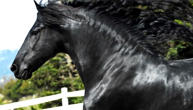 Perla neagră de reproducere a calului - Cal Friesian perla