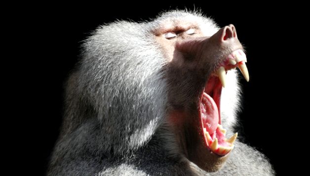 Enciclopedia animalelor Maimuțelor speciile includ