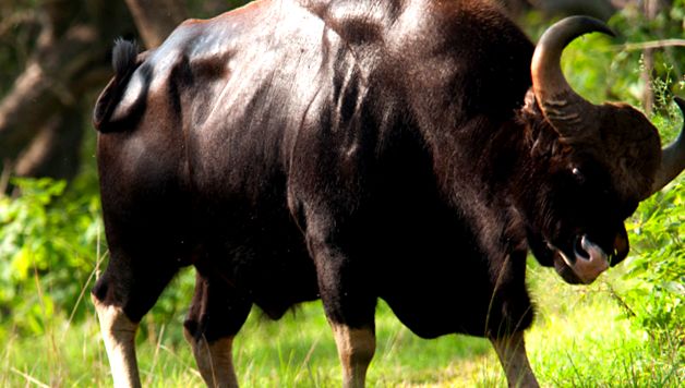 Gaur este cel mai mare taur de pe planetă gaur