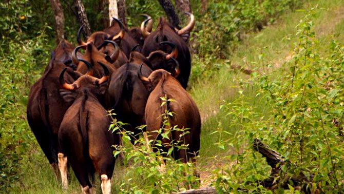 Gaur este cel mai mare taur de pe planetă acest ungulat