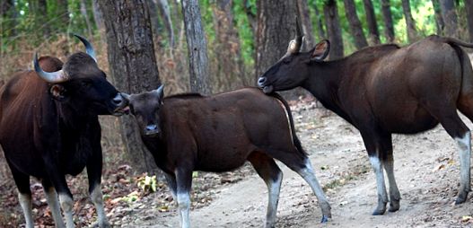 Gaur este cel mai mare taur de pe planetă planete