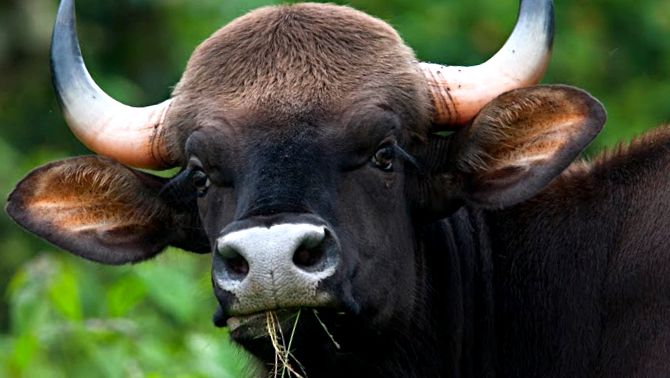 Gaur este cel mai mare taur de pe planetă planete