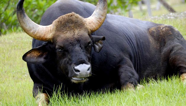 Gaur este cel mai mare taur de pe planetă planete