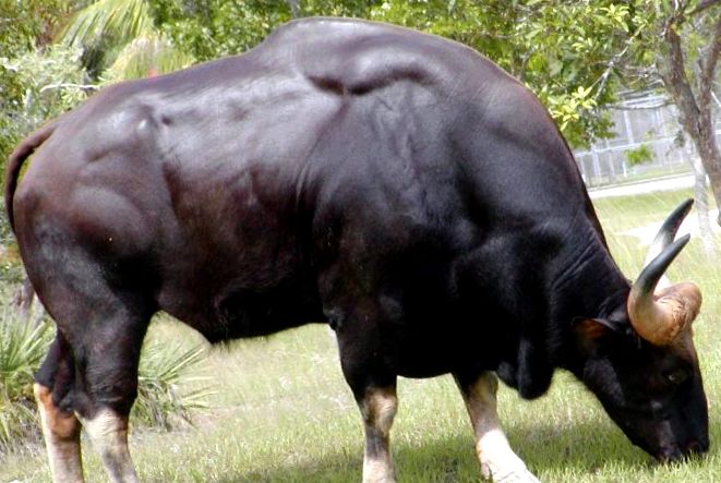 Gaur este cel mai mare taur de pe planetă cel mai mare