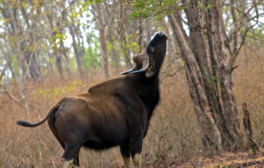 Gaur este cel mai mare taur de pe planetă acest ungulat