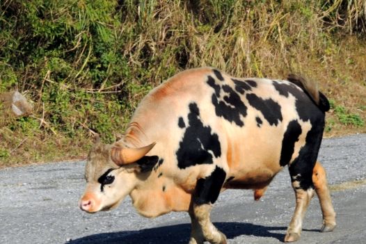 Gaur este cel mai mare taur de pe planetă planete
