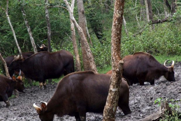 Gaur este cel mai mare taur de pe planetă gaur
