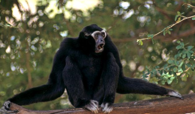 Gibbons Animal Encyclopedia enciclopedie