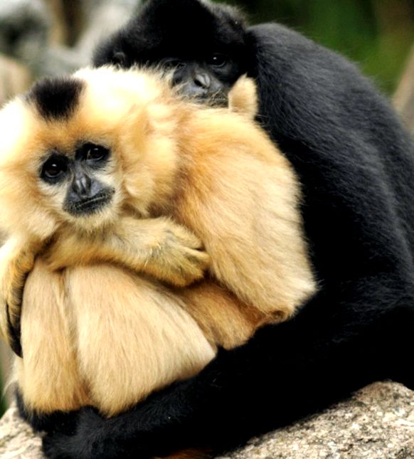 Gibbons Animal Encyclopedia gibon