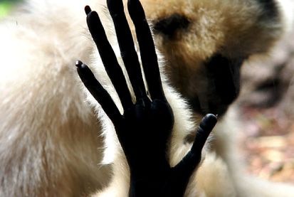 Gibbons Animal Encyclopedia aceste maimuțe