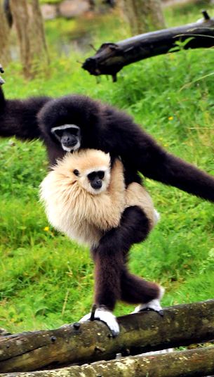 Gibbons Animal Encyclopedia animal