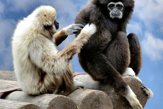 Gibbons Animal Encyclopedia gibon