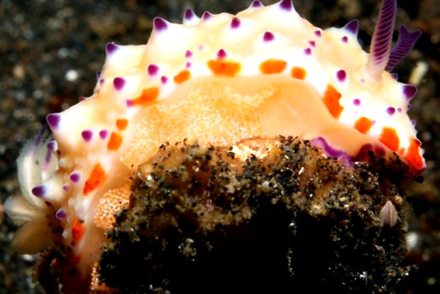 Nudibranhii - un „curcubeu” viu al mărilor și oceanelor nudibranhie