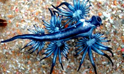 Nudibranhii - un „curcubeu” viu al mărilor și oceanelor curcubeu