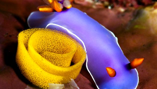 Nudibranhii - un „curcubeu” viu al mărilor și oceanelor nudibranhie