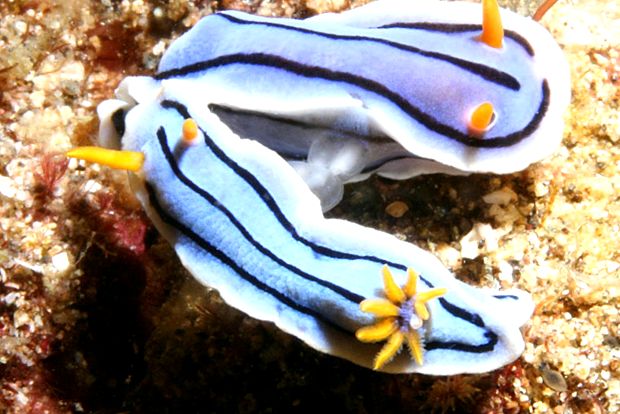 Nudibranhii - un „curcubeu” viu al mărilor și oceanelor în viaţă