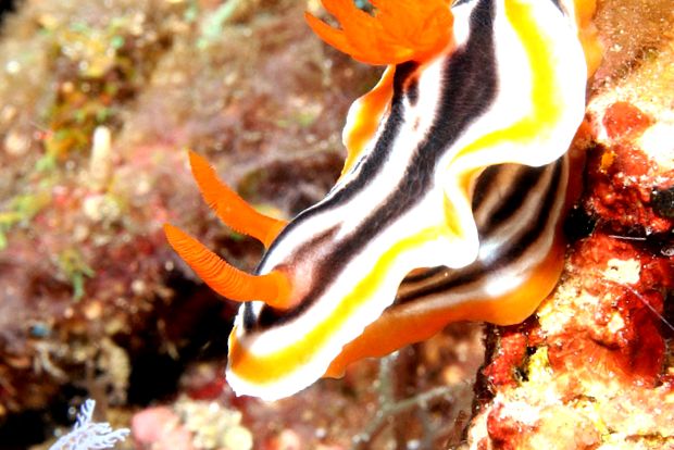 Nudibranhii - un „curcubeu” viu al mărilor și oceanelor curcubeu