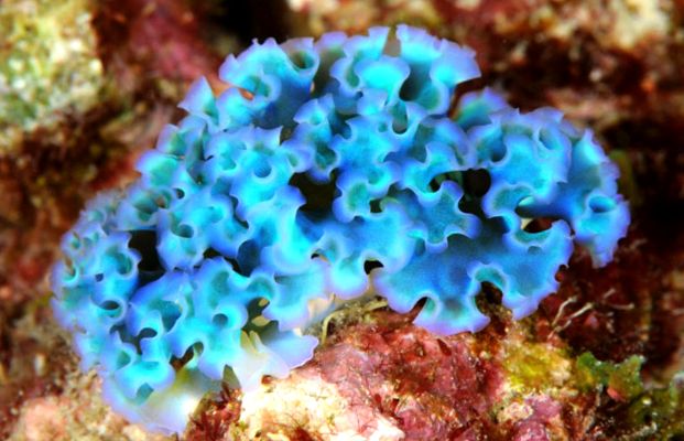 Nudibranhii - un „curcubeu” viu al mărilor și oceanelor în viaţă