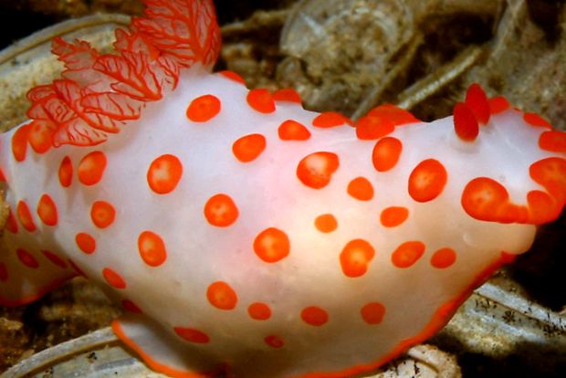 Nudibranhii - un „curcubeu” viu al mărilor și oceanelor curcubeu