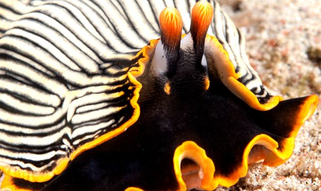 Nudibranhii - un „curcubeu” viu al mărilor și oceanelor curcubeu