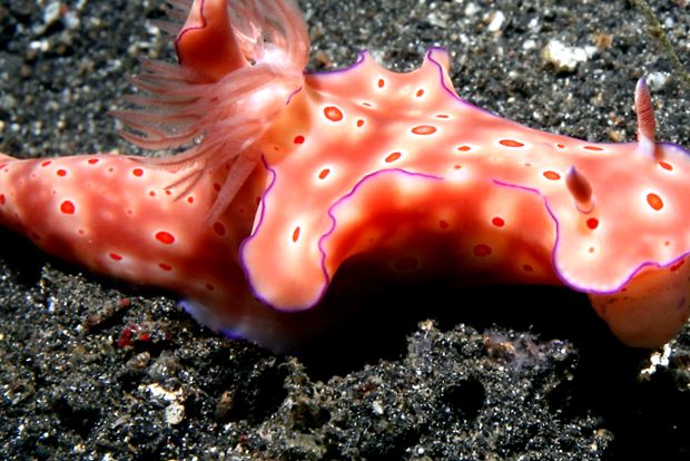 Nudibranhii - un „curcubeu” viu al mărilor și oceanelor în viaţă