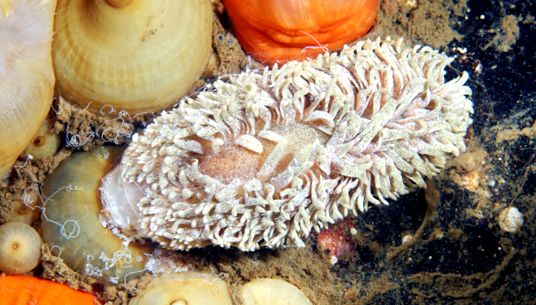 Nudibranhii - un „curcubeu” viu al mărilor și oceanelor nudibranhie