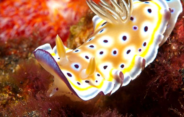 Nudibranhii - un „curcubeu” viu al mărilor și oceanelor în viaţă