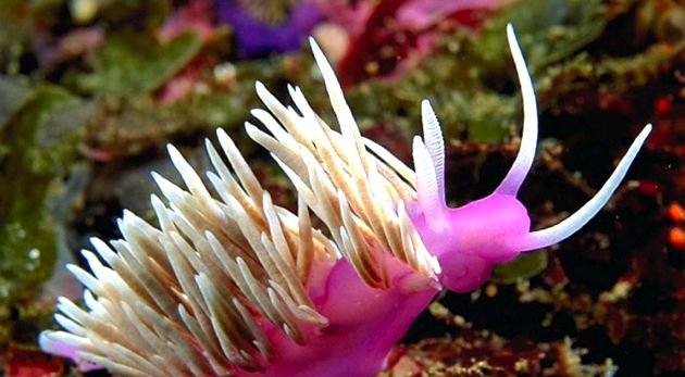 Nudibranhii - un „curcubeu” viu al mărilor și oceanelor în viaţă