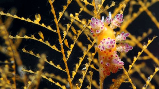 Nudibranhii - un „curcubeu” viu al mărilor și oceanelor scoică