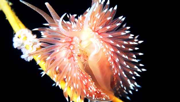 Nudibranhii - un „curcubeu” viu al mărilor și oceanelor mare