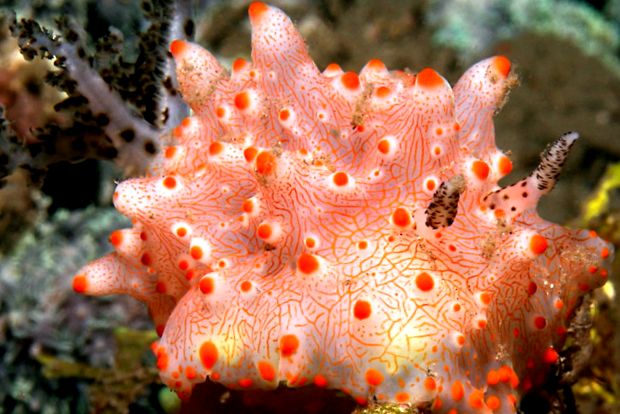 Nudibranhii - un „curcubeu” viu al mărilor și oceanelor în viaţă