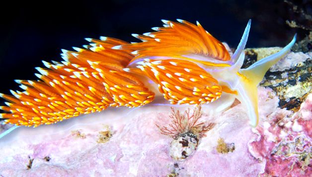 Nudibranhii - un „curcubeu” viu al mărilor și oceanelor scoică