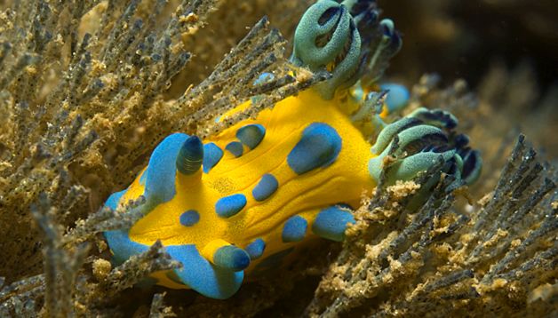 Nudibranhii - un „curcubeu” viu al mărilor și oceanelor nudibranhie